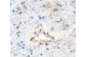 Figure. (DAB1 antibody  (AA 42-168))