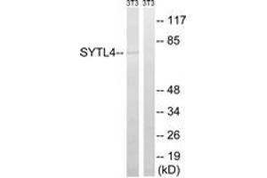 Western blot analysis of extracts from NIH-3T3 cells, using SYTL4 Antibody. (SYTL4 antibody  (AA 381-430))