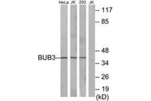 Western blot analysis of extracts from HeLa cells/Jurkat cells/293 cells, using BUB3 Antibody. (BUB3 antibody  (AA 279-328))