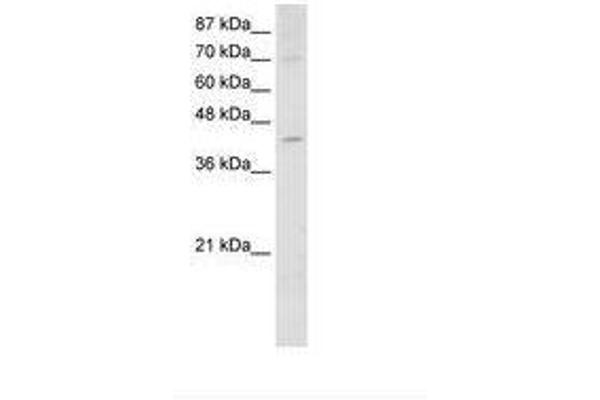 NXF5 antibody  (AA 153-202)