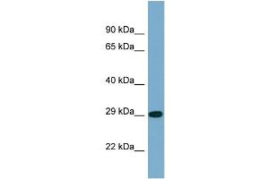 Western Blotting (WB) image for anti-Protein Phosphatase 2, Catalytic Subunit, alpha Isozyme (PPP2CA) (N-Term) antibody (ABIN2499516) (PPP2CA antibody  (N-Term))