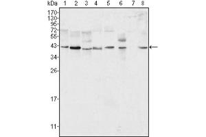 Western blot analysis using ERK2 antibody against Hela (1), NIH/3T3 (2), MCF-7 (3), HEK293 (4), Jurkat (5), A549 (6), NTERA-2 (7) and SMMC-7721 (8) cell lysate. (ERK2 antibody)