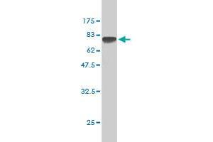 Western Blot detection against Immunogen (75. (TUBA1B antibody  (AA 1-451))