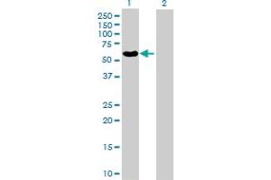Western Blot analysis of MMP3 expression in transfected 293T cell line by MMP3 MaxPab polyclonal antibody. (MMP3 antibody  (AA 1-477))