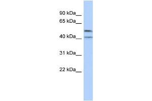 WB Suggested Anti-ZNF566 Antibody Titration:  0. (ZNF566 antibody  (Middle Region))
