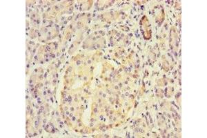 Immunohistochemistry of paraffin-embedded human pancreatic tissue using ABIN7149562 at dilution of 1:100 (DAPL1 antibody  (AA 1-107))