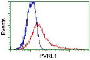 Image no. 2 for anti-Poliovirus Receptor-Related 1 (Herpesvirus Entry Mediator C) (PVRL1) antibody (ABIN1499677)
