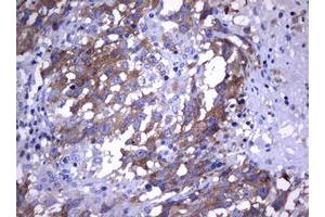 Image no. 1 for anti-Wingless-Type MMTV Integration Site Family, Member 3 (WNT3) (AA 128-355) antibody (ABIN1490900) (WNT3 antibody  (AA 128-355))