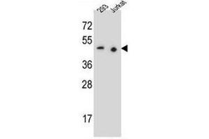 PAX9 Antibody (N-term) western blot analysis in 293,Jurkat cell line lysates (35µg/lane). (PAX9 antibody  (N-Term))