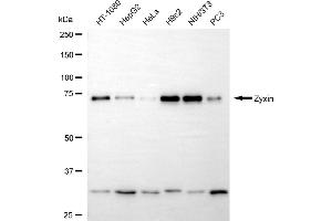 Western blotting analysis using zyxin antibody (ABIN7800906). (Recombinant ZYX antibody)