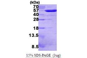 SDS-PAGE (SDS) image for GOR (AA 1-450) protein (His tag) (ABIN667684) (GOR (AA 1-450) protein (His tag))