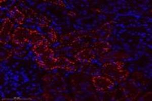 Immunofluorescent analysis of paraformaldehyde-fixed rat kidney using,CTSV (ABIN7073348) at dilution of 1: 600 (Cathepsin L2 antibody)