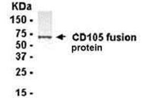 Western Blotting (WB) image for anti-Endoglin (ENG) (AA 341-470) antibody (ABIN2468151) (Endoglin antibody  (AA 341-470))
