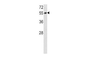 Western blot analysis of SERPINF1 Antibody (N-term) (ABIN391482 and ABIN2841451) in 293 cell line lysates (35 μg/lane). (PEDF antibody  (N-Term))