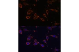 Immunofluorescence analysis of L929 cells using MT- Polyclonal Antibody (ABIN7268592) at dilution of 1:100 (40x lens). (MT-ATP6 antibody)
