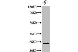 Western Blot Positive WB detected in: 293 whole cell lysate All lanes: HMGB3 antibody at 7 μg/mL Secondary Goat polyclonal to rabbit IgG at 1/50000 dilution Predicted band size: 23 kDa Observed band size: 23 kDa (HMGB3 antibody  (AA 1-103))