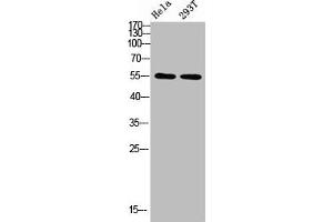 Western blot analysis of HELA 293T Cell Lysate using antibody (TUBA1A/TUBA1B/TUBA1C/TUBA3C/TUBA4A/TUBA8 (AA 380-420) antibody)