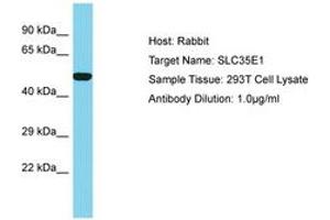 Image no. 1 for anti-Solute Carrier Family 35, Member E1 (SLC35E1) (AA 322-371) antibody (ABIN6750683) (SLC35E1 antibody  (AA 322-371))