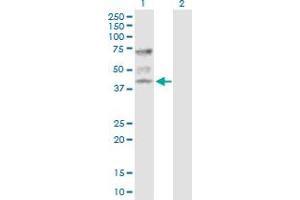 Western Blot analysis of ATP6V1C1 expression in transfected 293T cell line by ATP6V1C1 MaxPab polyclonal antibody. (ATP6V1C1 antibody  (AA 1-382))