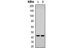 Western blot analysis of JUND (pS255) expression in Jurkat (A), HEK293T (B) whole cell lysates. (JunD antibody  (C-Term, pSer255))