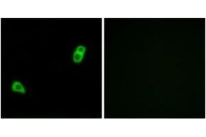Immunofluorescence analysis of LOVO cells, using GPR34 Antibody. (GPR34 antibody  (AA 181-230))