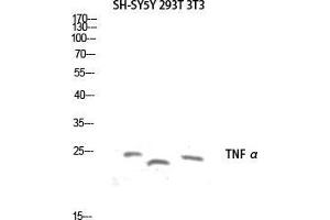 Western Blot (WB) analysis of SH-SY5Y 293T 3T3 lysis using TNF alpha antibody. (TNF alpha antibody)