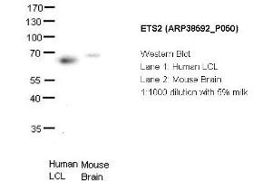 Image no. 2 for anti-V-Ets Erythroblastosis Virus E26 Oncogene Homolog 2 (ETS2) (Middle Region) antibody (ABIN2780665) (ETS2 antibody  (Middle Region))