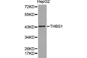 Western blot analysis of extracts of HepG2 cell lines, using THBS1 antibody. (Thrombospondin 1 antibody  (AA 80-360))