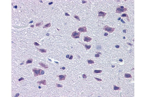 DMBX1 antibody  (AA 176-225)