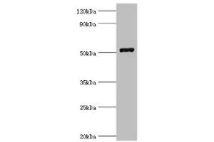 Western blot All lanes: COP9 signalosome complex subunit 2 antibody at 6 μg/mL + Mouse skeletal muscle tissue Secondary Goat polyclonal to rabbit IgG at 1/10000 dilution Predicted band size: 52, 53 kDa Observed band size: 52 kDa