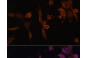 Immunofluorescence analysis of NIH-3T3 cells using PRKAB2 Polyclonal Antibody at dilution of 1:100 (40x lens). (PRKAB2 antibody)