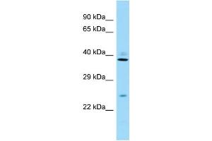 Host: Rabbit Target Name: Rps8 Sample Type: Mouse Testis lysates Antibody Dilution: 1.