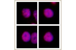 HNF4A antibody (pAb) tested by Immunofluorescence. (HNF4A antibody  (N-Term))