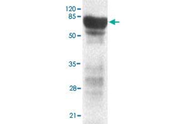 PHF2 antibody  (C-Term)