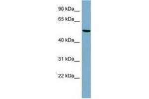 Image no. 1 for anti-Peripherin (PRPH) (AA 287-336) antibody (ABIN6741891) (Peripherin antibody  (AA 287-336))