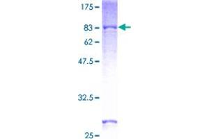 SDS-PAGE (SDS) image for 3-Oxoacid CoA Transferase 1 (OXCT1) (AA 1-520) protein (GST tag) (ABIN1313783)