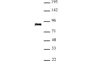TCF4 antibody (pAb) tested by Western blot.