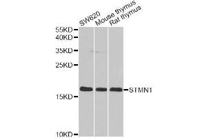 Western blot analysis of extracts of various cell lines, using STMN1 antibody. (Stathmin 1 antibody  (AA 1-149))