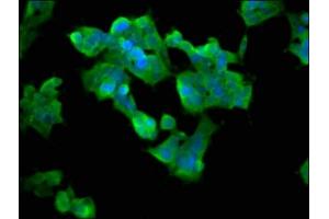 Immunofluorescence staining of 293 cells with ABIN7142978 at 1:33, counter-stained with DAPI. (ASMT antibody  (AA 221-316))