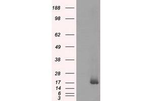 Western Blotting (WB) image for anti-NME/NM23 Nucleoside Diphosphate Kinase 4 (NME4) antibody (ABIN1499779) (NME4 antibody)