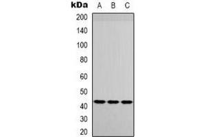 Western blot analysis of IGFBP3 expression in HuvEc (A), Raw264. (IGFBP3 antibody)