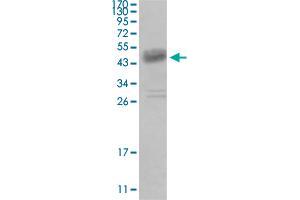 Western blot analysis of truncated DDR1 recombinant protein with DDR1 monoclonal antibody, clone 2G4E12 . (DDR1 antibody)