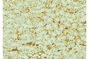 ABIN6277617 at 1/100 staining Mouse kidney tissue by IHC-P. (Villin 1 antibody  (Internal Region))