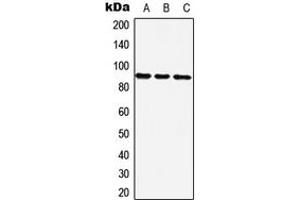 Western blot analysis of ZNF25 expression in Hela (A), NIH3T3 (B), H9C2 (C) whole cell lysates. (ZNF25 antibody  (C-Term))