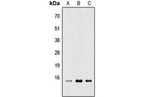 Western blot analysis of RPL22 expression in HEK293T (A), Raw264. (RPL22 antibody  (Center))