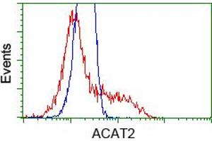 Image no. 1 for anti-Acetyl-CoA Acetyltransferase 2 (ACAT2) antibody (ABIN1496400)