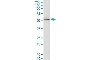 KCNA3 monoclonal antibody (M01), clone 1D8. (KCNA3 antibody  (AA 424-523))