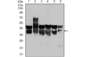 CDK2 antibody