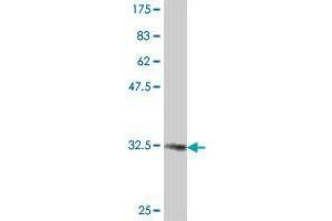 Western Blot detection against Immunogen (35. (COPG2 antibody  (AA 165-247))