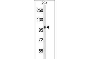 Western blot analysis of DDX23 Antibody (Center) (ABIN651059 and ABIN2840053) in 293 cell line lysates (35 μg/lane). (DDX23 antibody  (AA 248-277))